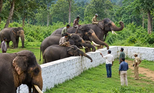 Dubare Elephant Camp