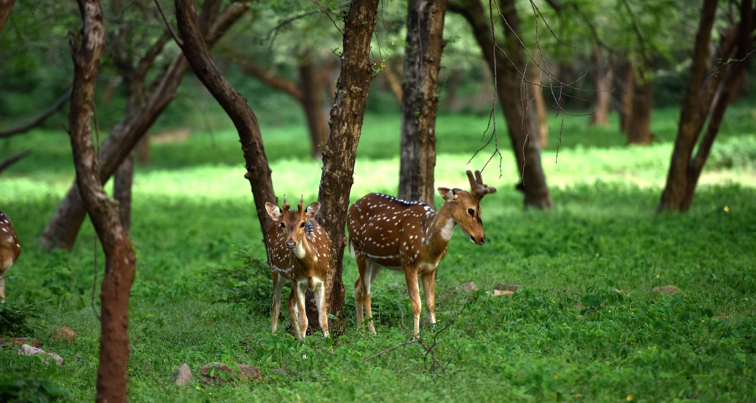 Biological Par Zoo Jaipur