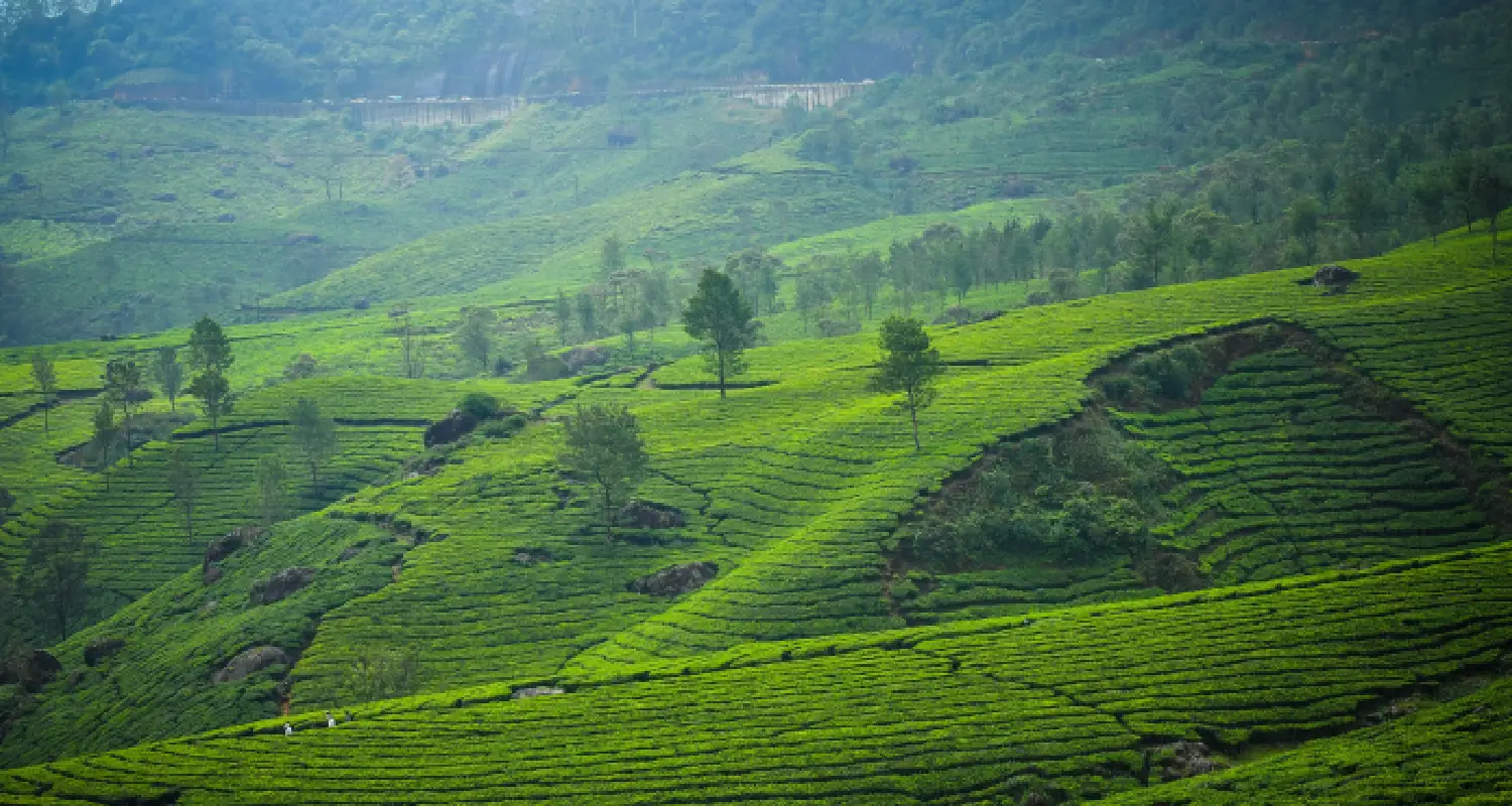 Munnar scenic view