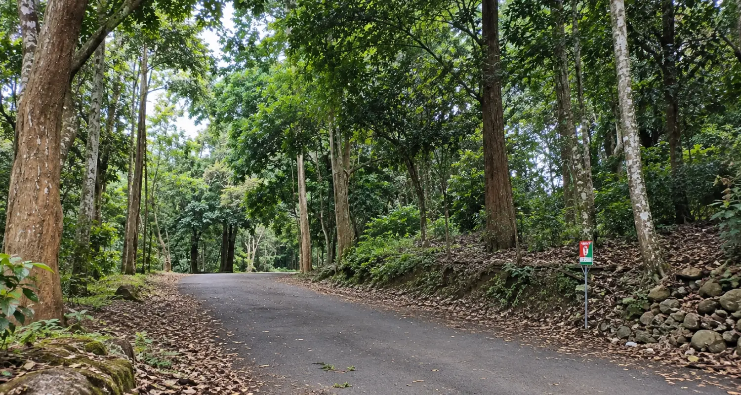 Thekkady Forest