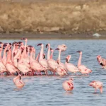 Flamingos at Sambhar Lake near Jaipur during the winter season