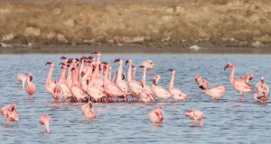 Flamingos at Sambhar Lake near Jaipur during the winter season